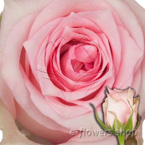 Buy wholesale fres cut pink roses: Sudoku