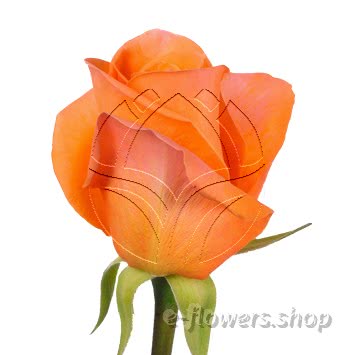 Buy wholesale fresh cut orange roses; Knox