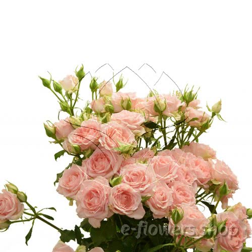 Buy wholesale fresh cut peach roses; Sweet sara