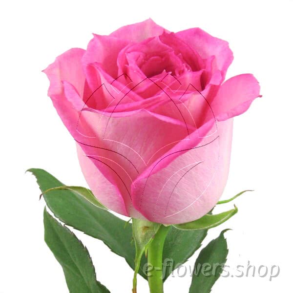 Buy wholesale fresh cut pink roses; Sweet unique