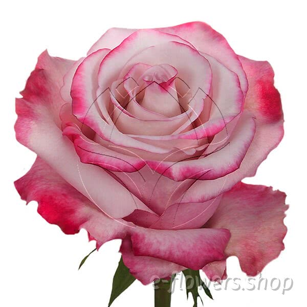 Buy wholesale fresh cut bi-colour roses; Sweetberry
