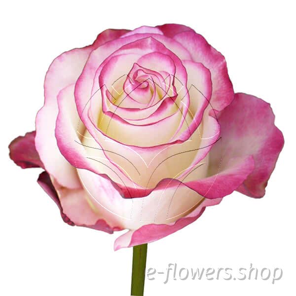 Buy wholesale fresh cut bi-colour roses; Sweetness