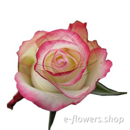 Buy wholesale fresh cut bi-colour roses; Sweetness