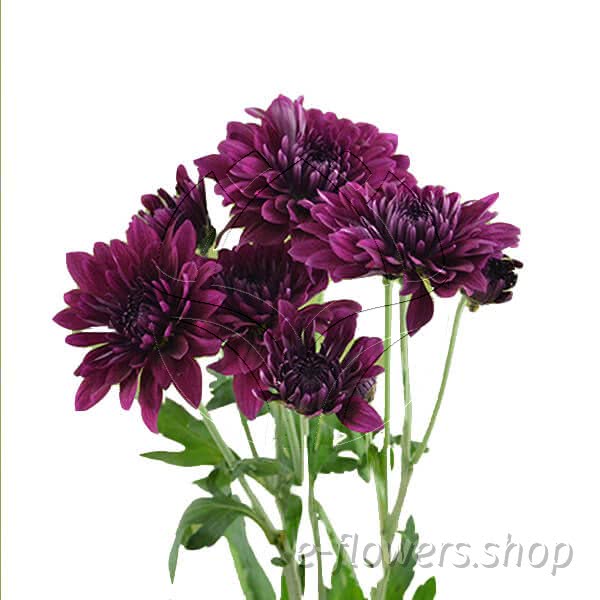 Buy wholesale fresh cut purple chrysanthemum; Swing