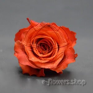 Buy wholesale fresh cut orange roses; Tabasco