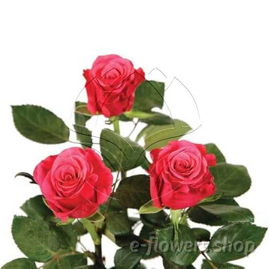 Buy wholesale fresh cut red roses; Taccazi