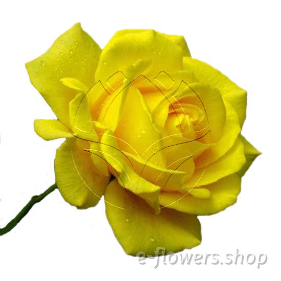 Buy wholesale fresh cut yellow roses; Tara