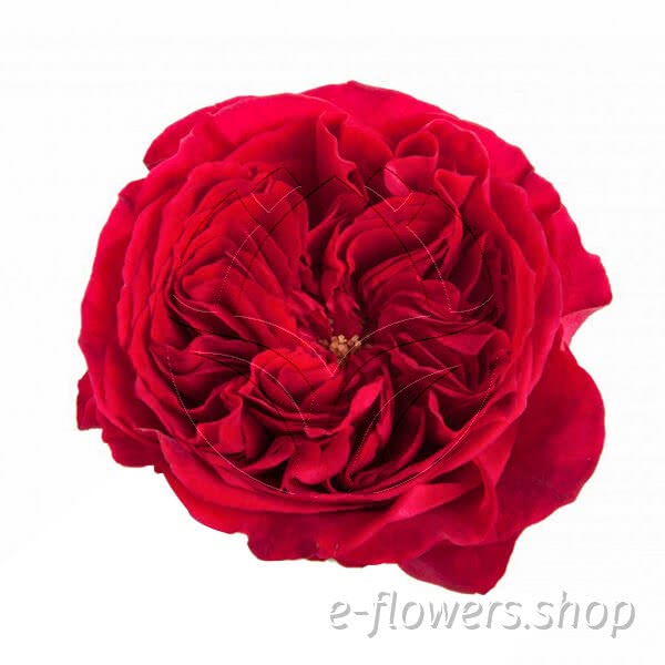 Buy wholesale fresh cut red roses; Tess