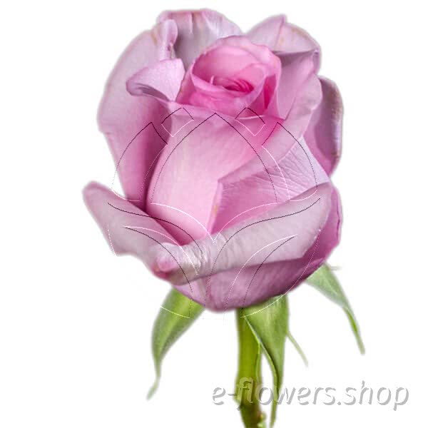 Buy wholesale fresh cut pink roses; Titanic