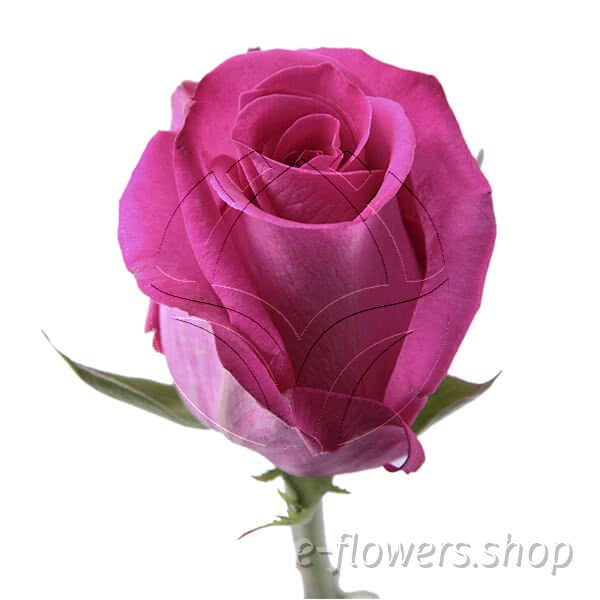 Buy wholesale fresh cut pink roses; Topaz