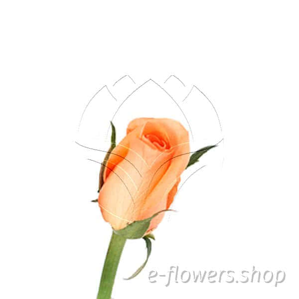 Buy wholesale fres cut orange roses: Tropical amazon