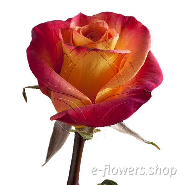 Buy wholesale fresh cut orange roses; Tropical Delight