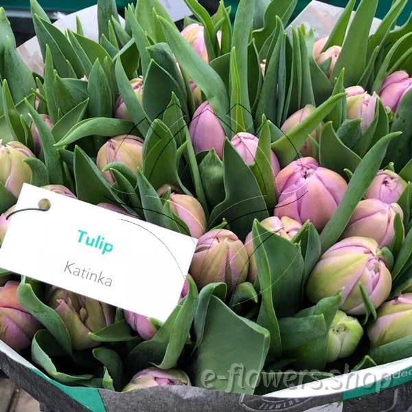 Buy wholesale fresh cut lilac tulips; Tulip kantinka