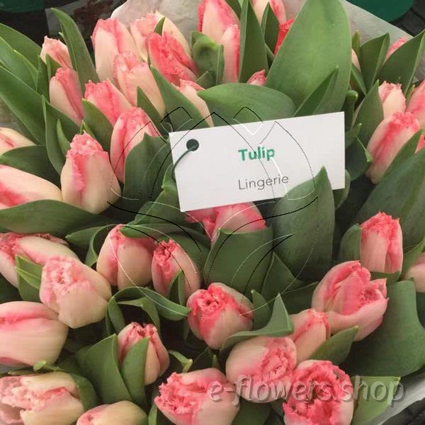 Buy wholesale fresh cut bi-color tulips; Tulip lingerie