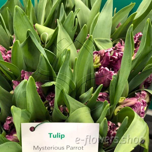 Buy wholesale flowers