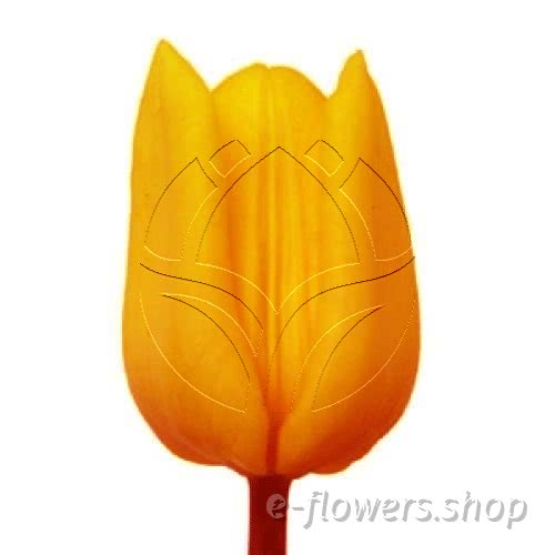 Buy wholesale fresh cut orange tulips; Tulips orange.