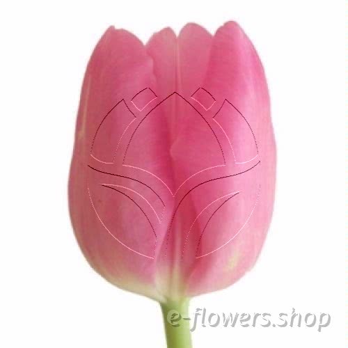 Buy wholesale fresh cut pink tulips; Tulips pink.
