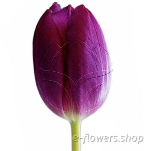Buy wholesale fresh cut purple tulips; Tulips purple.