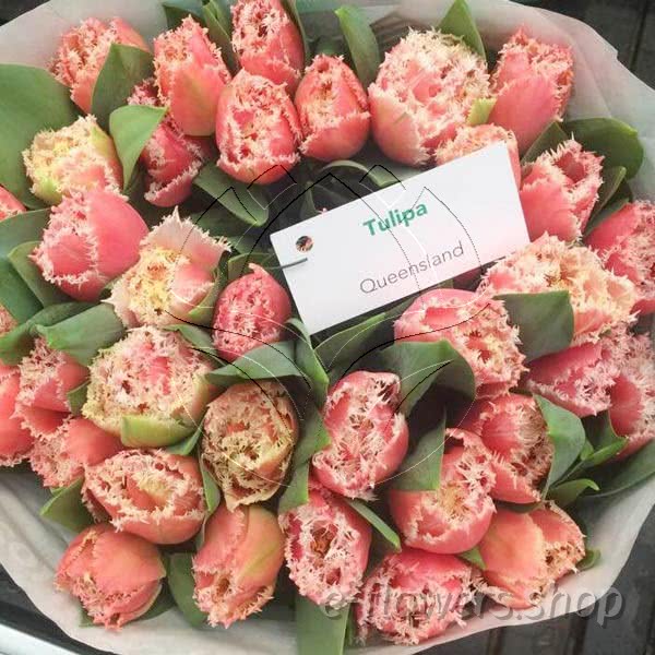 Buy wholesale fresh cut pink tulips; Tulips queensland