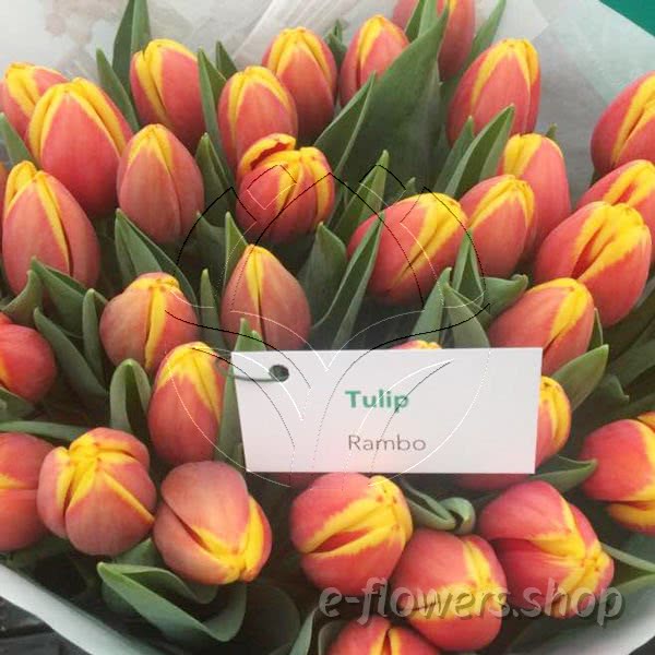 Buy wholesale fresh cut bi-color tulips; Tulip Rambo