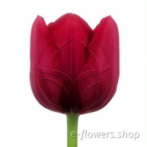 Buy wholesale fresh cut red tulips; Tulips red.