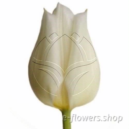 Buy wholesale fresh cut white tulips; Tulips white.
