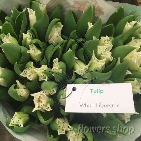 Buy wholesale fresh cut white tulips; Tulips white liberstar.