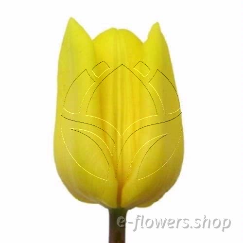 Buy wholesale fresh cut yellow tulips; Tulips yellow.