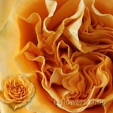Buy wholesale fresh cut butterscotch roses; Turtle