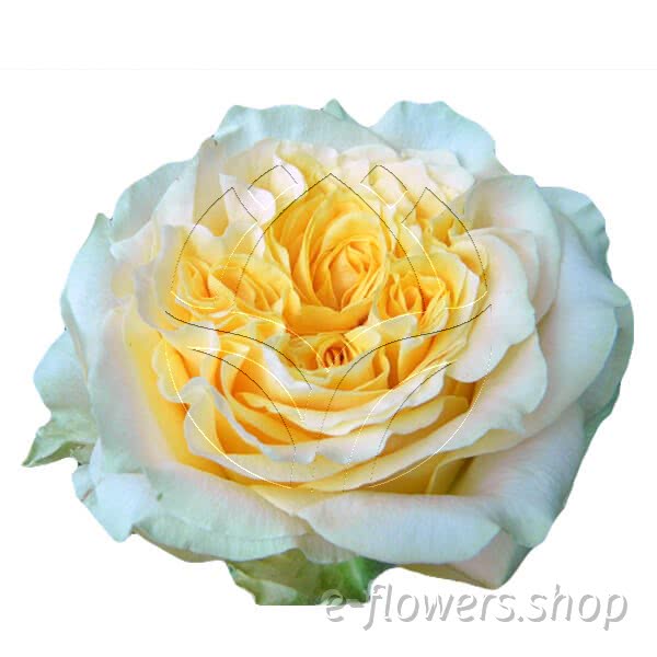 Buy wholesale fresh cut orange roses; turtle