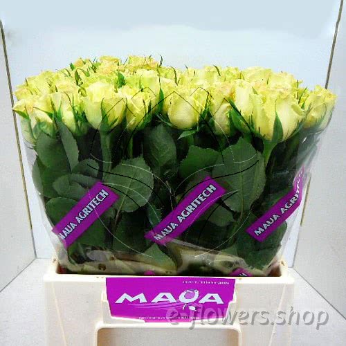 Buy wholesale fres cut yellow roses: Twin