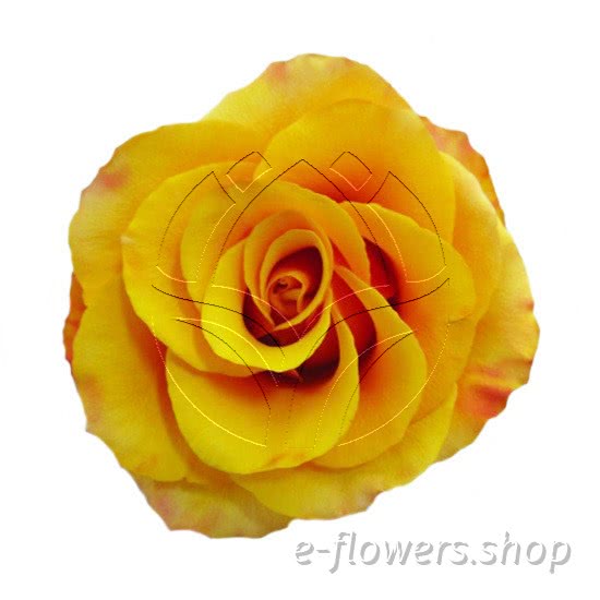 Buy wholesale fresh cut yellow roses; Tycoon