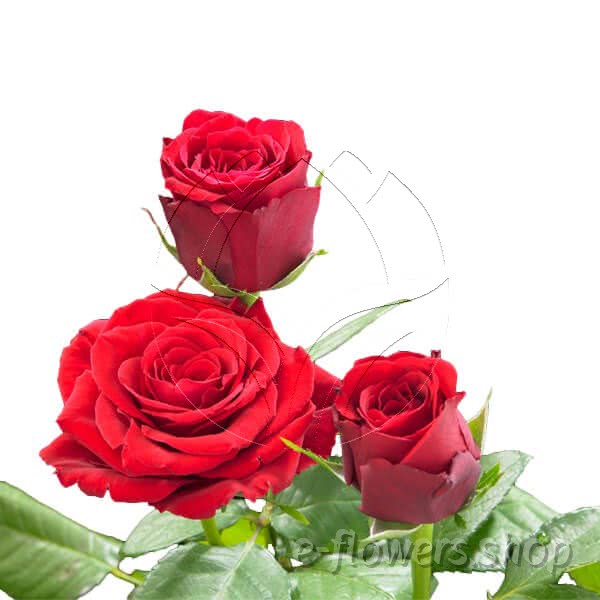 Buy wholesale fresh cut red roses; Upper class