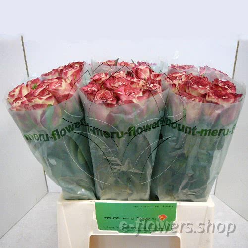 Buy wholesale fres cut bi-coloured roses: Upper secret dark