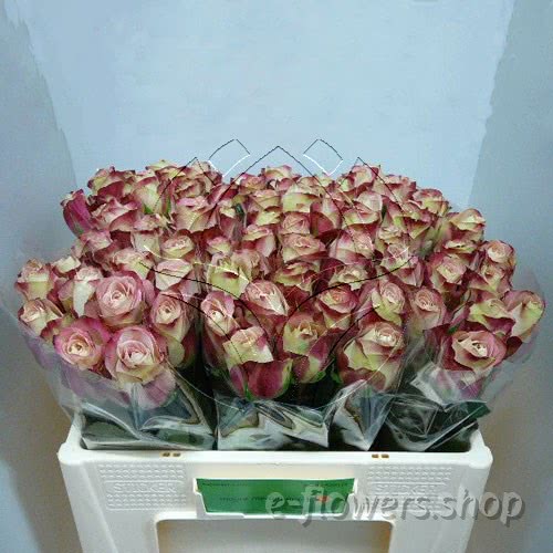 Buy wholesale fres cut bi-coloured roses: Upper secret intense