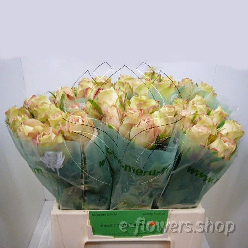 Buy wholesale fresh cut bi-colour roses; Upper secret