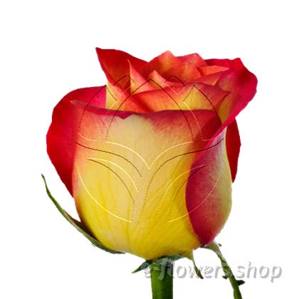Buy wholesale fresh cut bi-color roses; Utopia