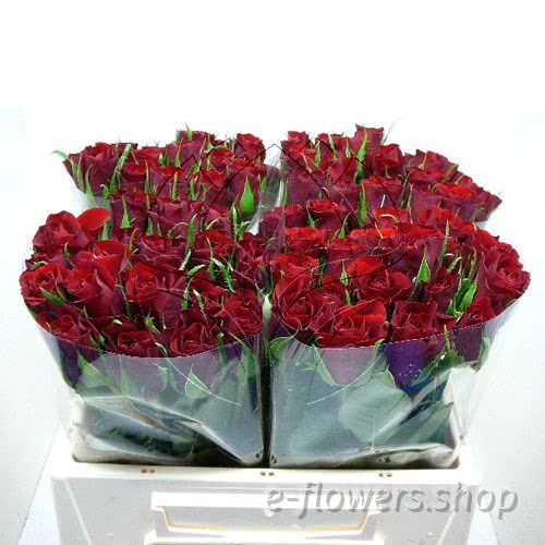 Buy wholesale fres cut red roses: Valentino