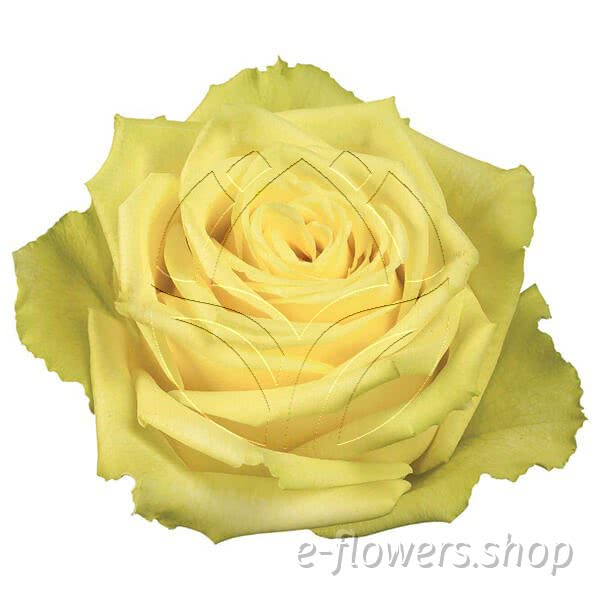 Buy wholesale fres cut yellow roses: Vanilla sky