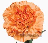 Buy wholesale fresh cut peach carnations; Vicky