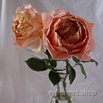 Buy wholesale fresh cut peach perfumed roses; Wabara An garden rose