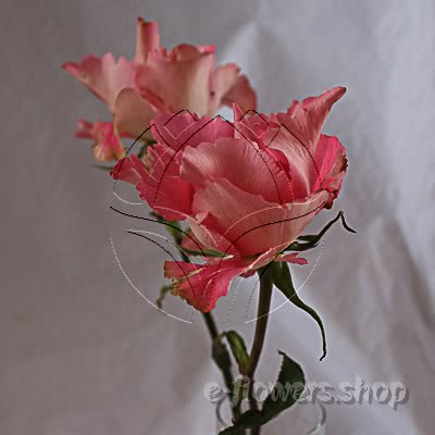 Buy wholesale fresh cut pink perfumed roses; Wabara Kanata garden rose