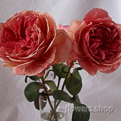 Buy wholesale fresh cut pink perfumed roses; Wabara Kaolikazali garden rose
