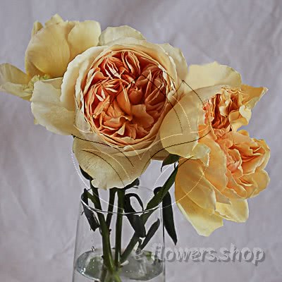 Buy wholesale fresh cut yellow perfumed roses; Wabara Likuhotalu garden rose