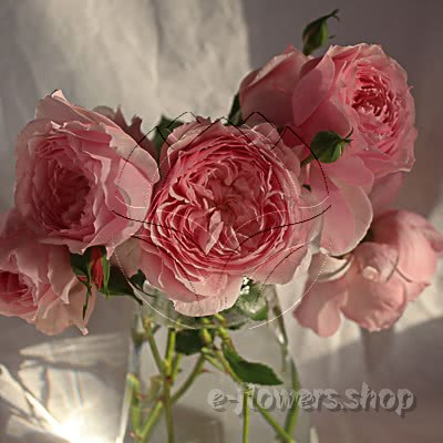 Buy wholesale fresh cut pink perfumed roses; Wabara Misaki garden rose