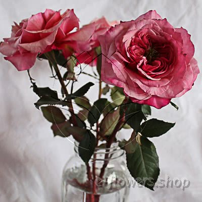 Buy wholesale fresh cut Pink perfumed roses; Wabara Miyabi garden rose