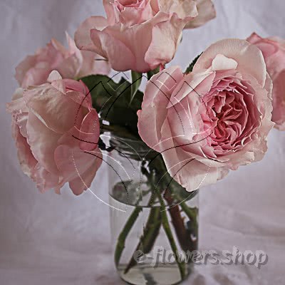 Buy wholesale fresh cut pink perfumed roses; Wabara Shiyoli garden rose