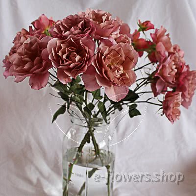 Buy wholesale fresh cut pink perfumed roses; Wabara sola garden spray rose