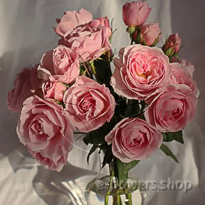Wabara Garden Roses (Japanesse Varieties)