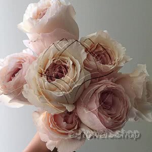Buy wholesale fresh cut pink perfumed roses; Wabara Tsumugi garden rose